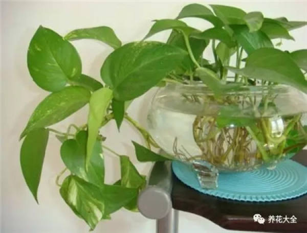 Without soil and fertilizer, green radish grows into curtains.