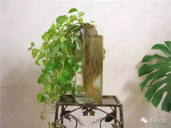 Without soil and fertilizer, green radish grows into curtains.