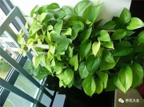 Without soil and fertilizer, green radish grows into curtains.