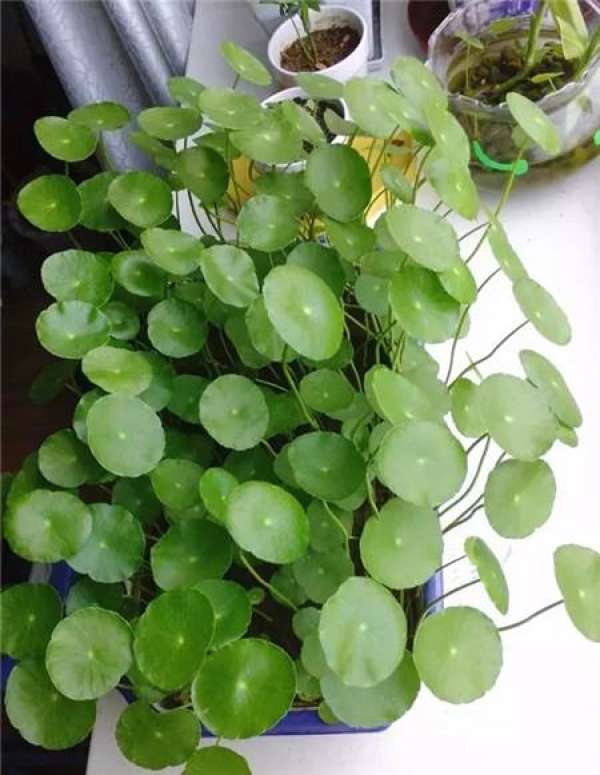 Without soil and fertilizer, green radish grows into curtains.