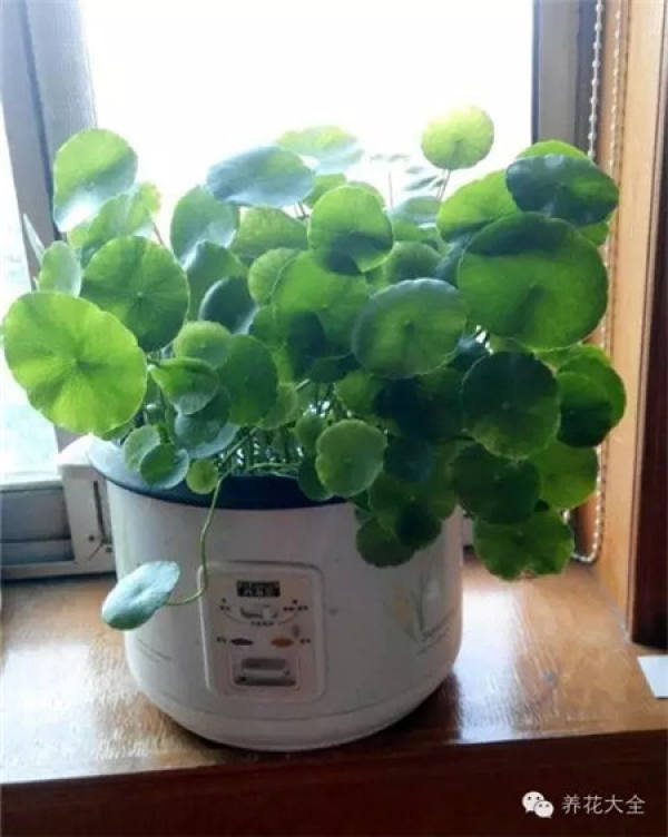 Without soil and fertilizer, green radish grows into curtains.