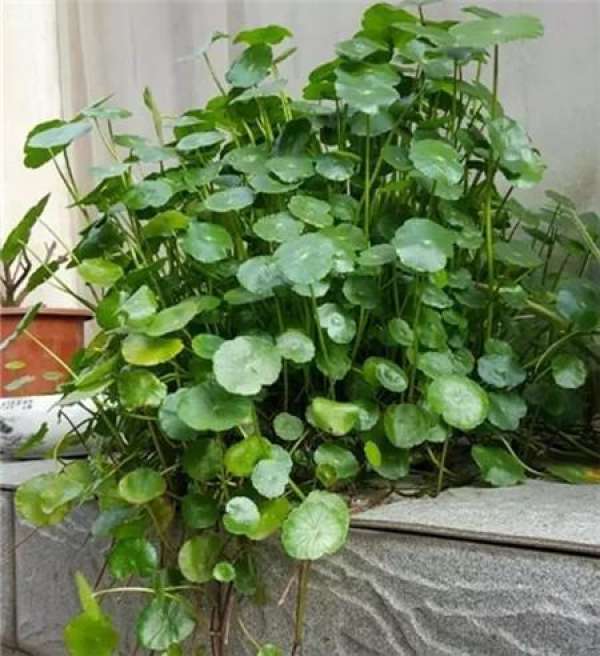 Without soil and fertilizer, green radish grows into curtains.