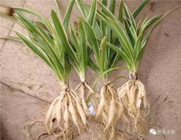 Without soil and fertilizer, green radish grows into curtains.