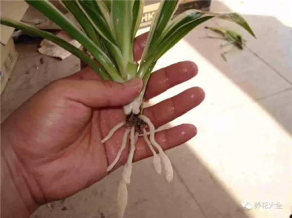 Without soil and fertilizer, green radish grows into curtains.