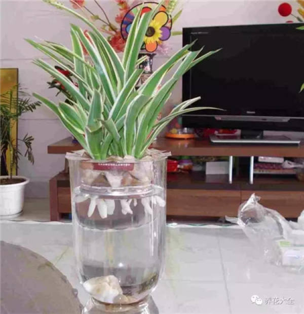 Without soil and fertilizer, green radish grows into curtains.