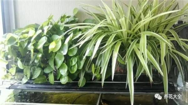 Without soil and fertilizer, green radish grows into curtains.