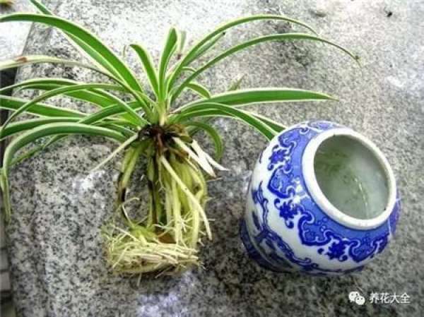Chlorophytum comosum