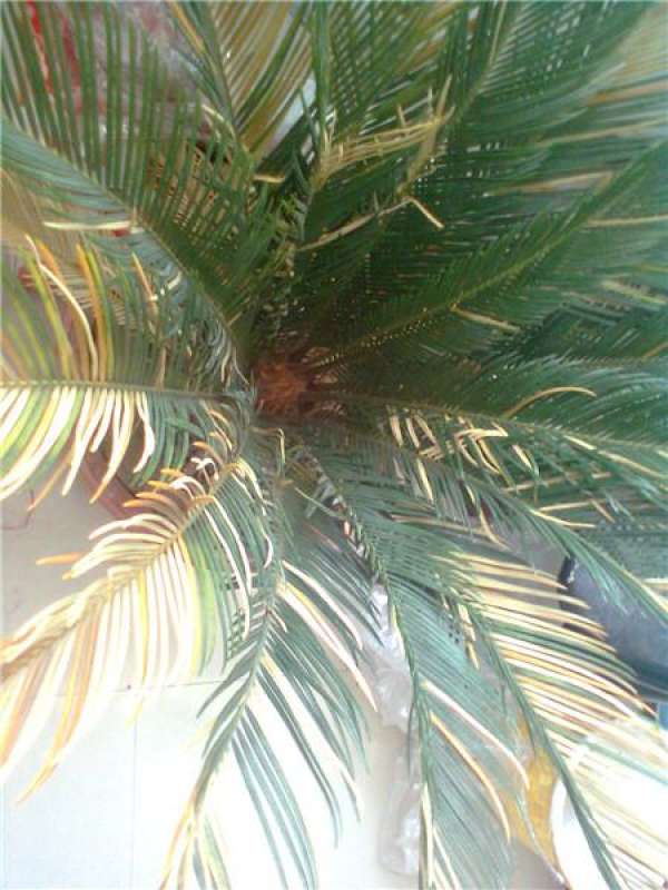 Cycas leaves turn yellow