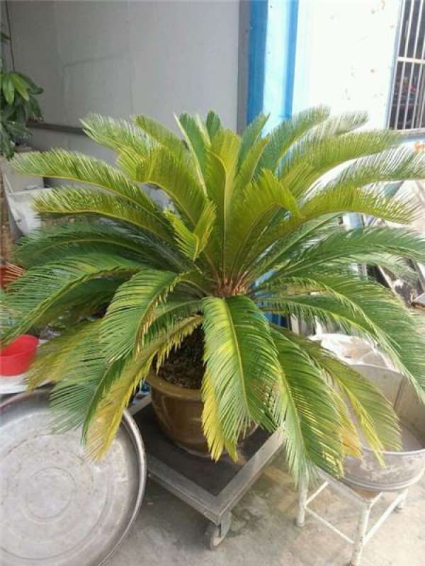 Cycas leaves turn yellow