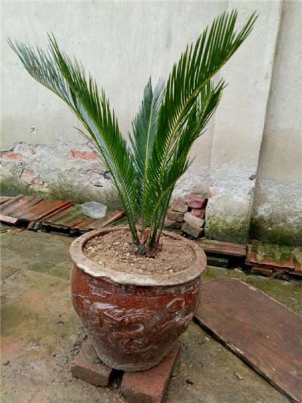 Cycas revoluta