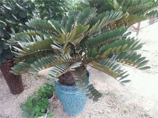 South American iron tree South American iron tree