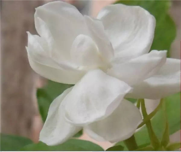 the reason why the jasmine flower falls: the environment is not suitable