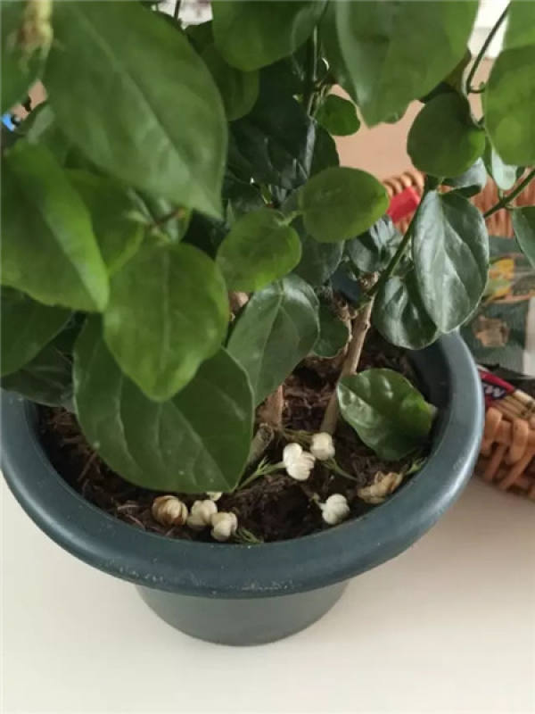 The Solution of Jasmine Flower Dropping Bud