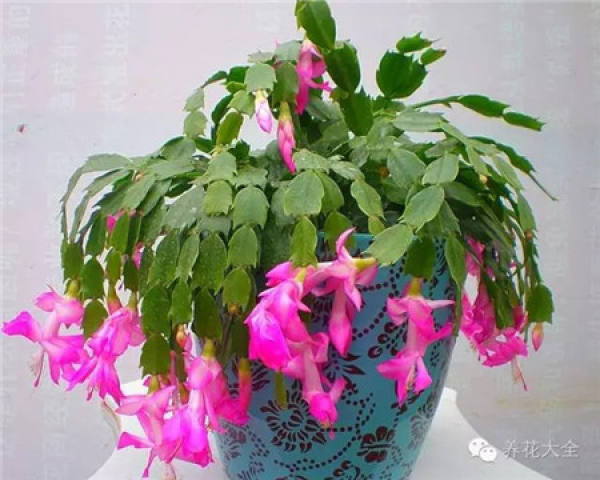 Zygocactus japonicus