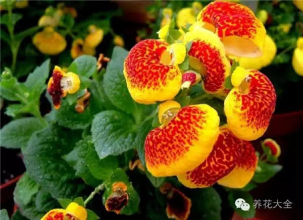 Zygocactus japonicus