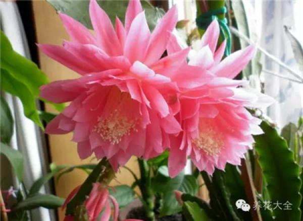 Zygocactus japonicus