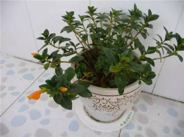 Zygocactus japonicus