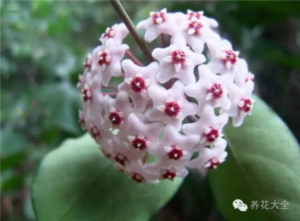 Zygocactus japonicus
