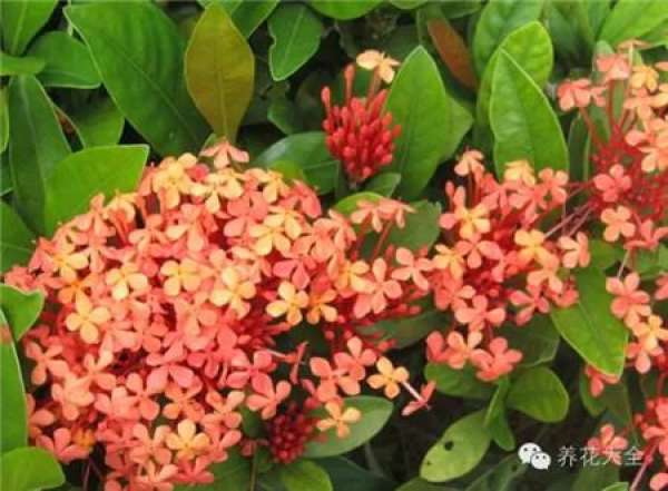 Ixora chinensis