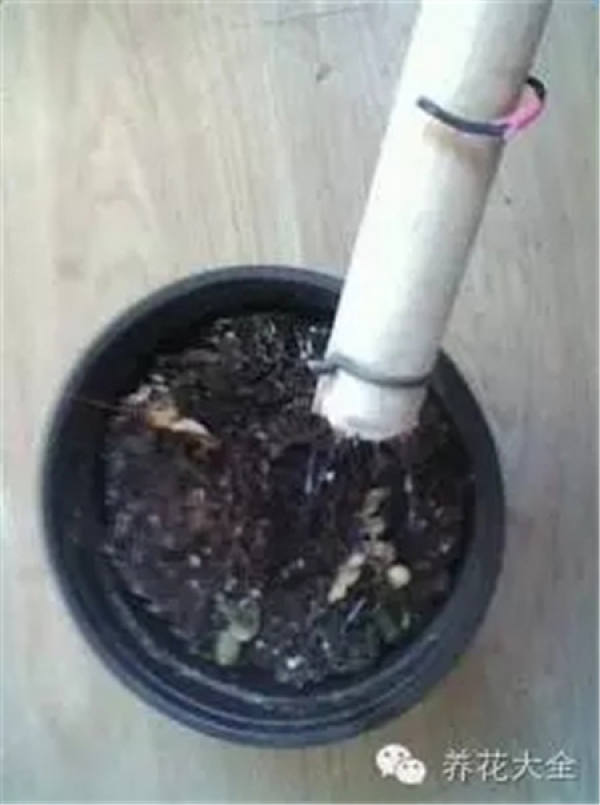 Small Flower Harrow