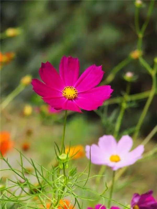 Cosmos