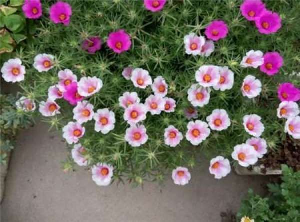 Cosmos