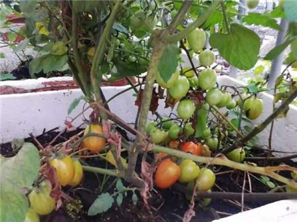 Potted cherry tomato