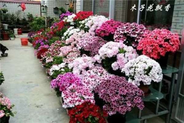 Geranium Beauty