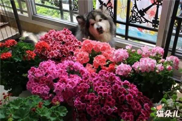 Geranium Beauty