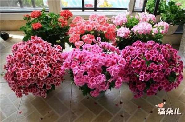 Geranium Beauty