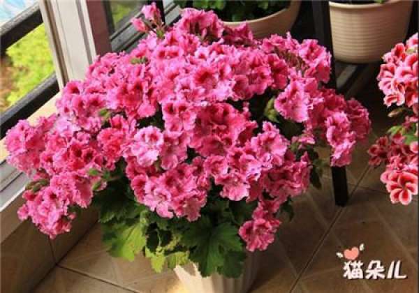 Geranium Beauty