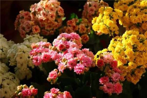 longevity flower