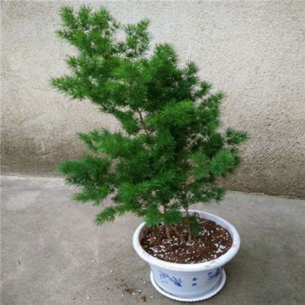 The Flower Language and Meaning of the Pine in Penglai