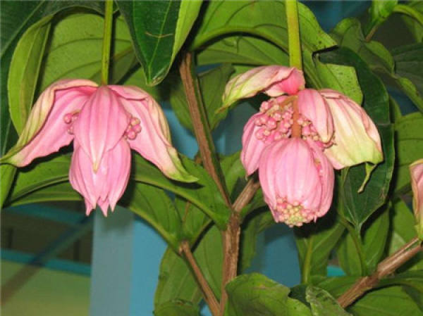When does the Lotus Lantern Bloom?