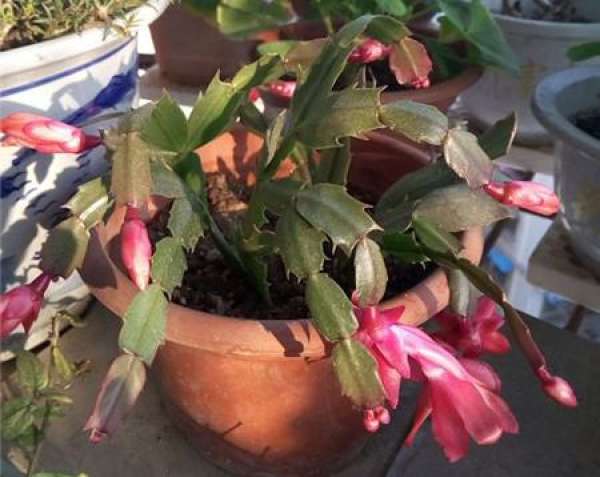 Fleshy flowering treatment method