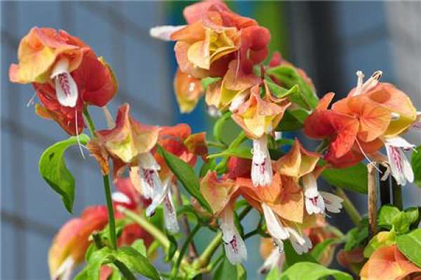 Spring and Autumn Curing of Shrimp Shell Flower
