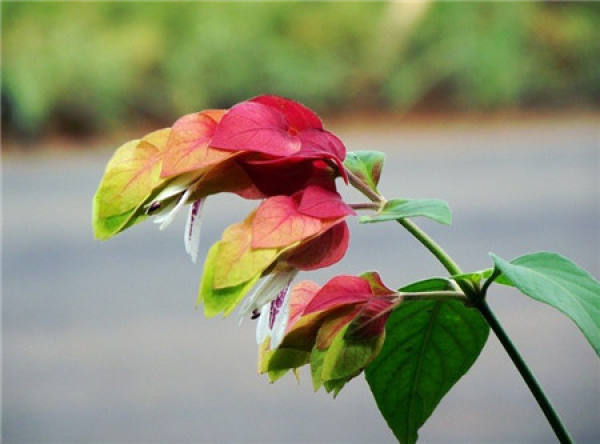 Maintenance of Shrimp Shell Flower in Winter