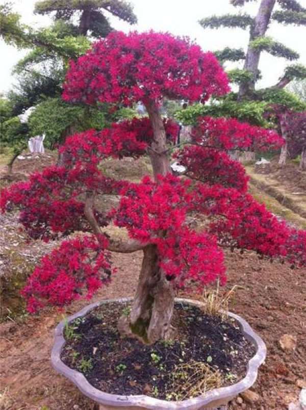Safflower Succeeding Wood can Choose the Way of Landscaping