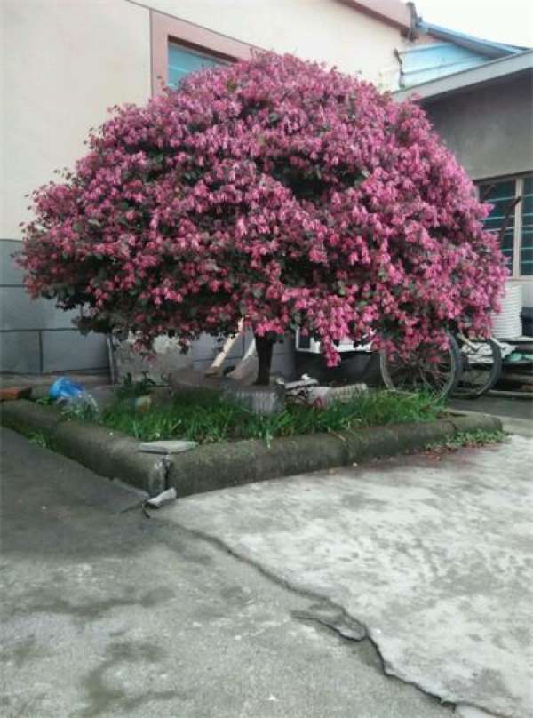 Landscaping Method of Honghuajimu