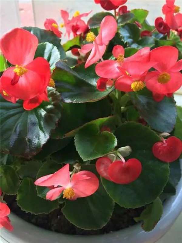 Begonia semperflorens