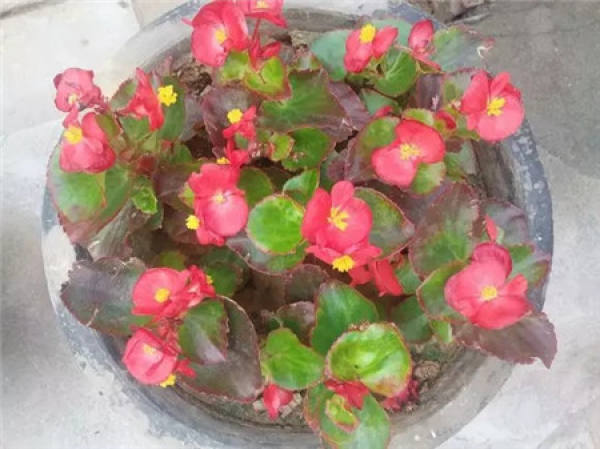 Begonia semperflorens