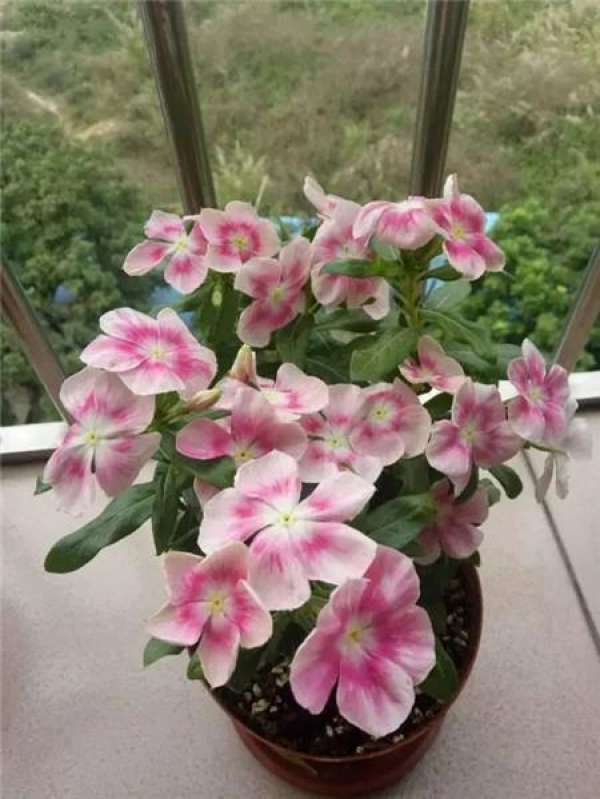 Begonia semperflorens