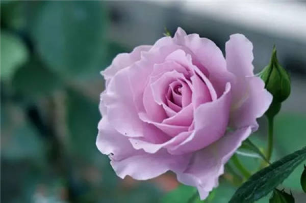 Begonia semperflorens