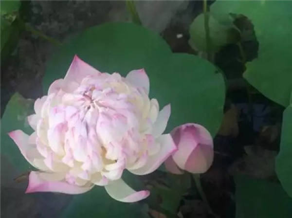 Begonia semperflorens