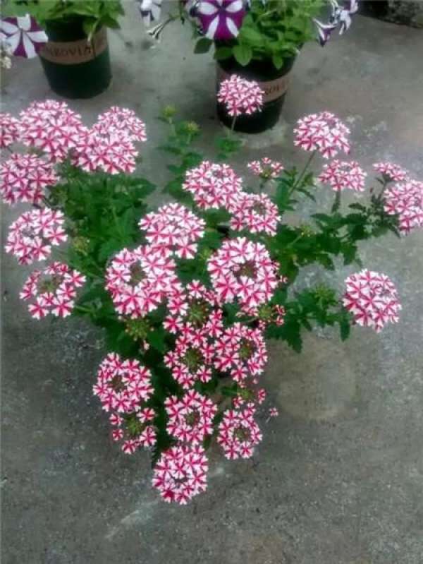 Begonia semperflorens