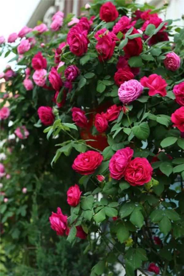 Chinese rose