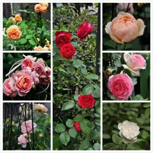 Chinese rose