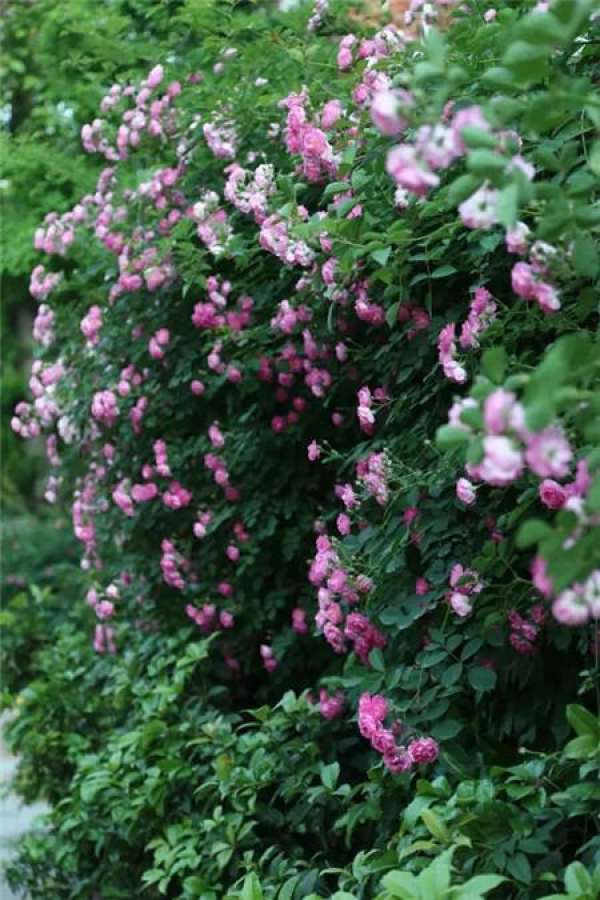 Chinese rose
