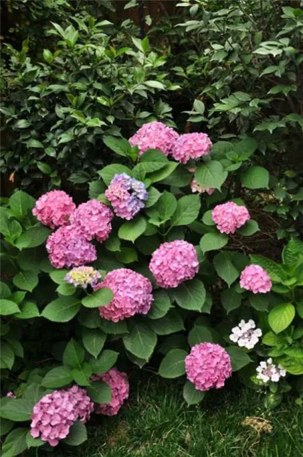 Chinese rose