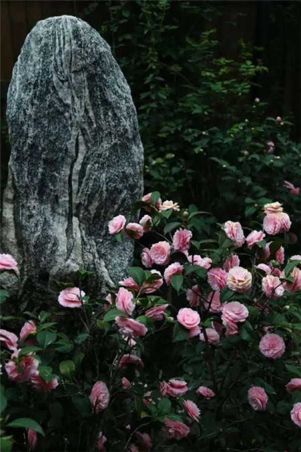 Chinese rose
